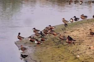 ਪੰਛੀ-ਵਣ ਦੀ ਏਕਤਾ