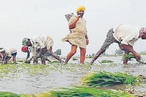 ਝੋਨੇ ਦਾ ਨਿਗੁਣਾ ਮੁੱਲ ਵਧਾਉਣ ‘ਤੇ ਪੰਜਾਬ ਦੇ ਕਿਸਾਨਾਂ ‘ਚ ਕੇਂਦਰ ਸਰਕਾਰ ਖਿਲਾਫ਼ ਭਾਰੀ ਰੋਅ