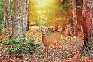 ਰੂਰੂ ਹਿਰਨ (Ruru Deer)