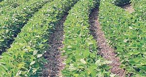 ਸੋਇਆਬੀਨ ਦੀ ਕਾਸ਼ਤ ਦੇ ਸੁਚੱਜੇ ਢੰਗ