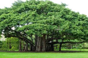 ਭੈਣੋ ਤੇ ਭਰਾਵੋ