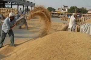 ਪੰਜਾਬ-ਹਰਿਆਣਾ ’ਚ ਕੱਲ੍ਹ ਤੋਂ ਹੋਵੇਗੀ ਝੋਨੇ ਦੀ ਖਰੀਦ ਸ਼ੁਰੂੁ