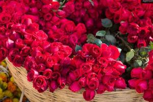 ਗੁਲਾਬ ਦੇ ਫੁੱਲਾ ਦੀ ਗੁਣਵੱਤਾ ਵਿੱਚ ਗਿਰਾਵਟ ਨੂੰ ਲੈ ਕੇ ਚਿੰਤਾ