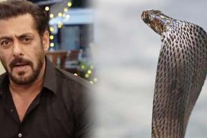 ਸਲਮਾਨ ਖਾਨ ਨੂੰ ਸੱਪ ਨੇ ਡੰਗਿਆ