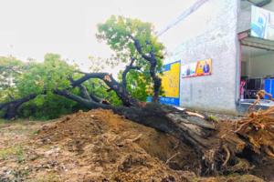 ਸ਼ਹਿਰ ਵਾਸੀਆਂ ’ਚ ਰਾਤ ਦੇ ਹਨ੍ਹੇਰੇ ’ਚ ਗੈਰ ਕਾਨੂੰਨੀ ਢੰਗ ਨਾਲ ਸਰਕਾਰੀ ਦਰੱਖ਼ਤ ਪੁੱਟਣ ਵਾਲਿਆਂ ਖ਼ਿਲਾਫ਼ ਰੋਸ ਦੀ ਲਹਿਰ