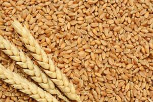 ਪੰਜਾਬ ਵਿੱਚ 1 ਅਪ੍ਰੈਲ ਤੋਂ ਕਣਕ ਦੀ ਖਰੀਦ ਸ਼ੁਰੂ