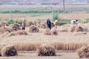 ਖੇਤਾਂ ਵਿੱਚ ਨੱਚਦੀ ਬਹਾਰ ਚੰਗੀ ਲੱਗਦੀ