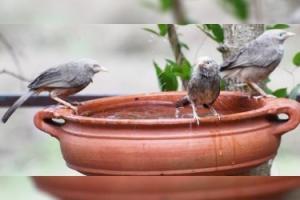 ਪੰਛੀਆਂ ਨੂੰ ਬਚਾਉਣਾ ਜ਼ਰੂਰੀ