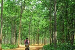 ਆਲਮੀ ਤਪਸ਼ : ਜੰਗਲੀ ਰਕਬਾ ਵਧਾਉਣਾ ਅਤਿ ਜ਼ਰੂਰੀ