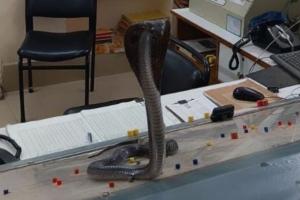 ਜਦੋਂ ਅਫ਼ਸਰ ਦੇ ਕੈਬਿਨ ਦੇ ਟੇਬਲ ’ਤੇ ਫਨ ਫੈਲਾ ਕੇ ਖੜ੍ਹਾ ਹੋਇਆ ਕਿੰਗ ਕੋਬਰਾ, ਅਧਿਕਾਰੀਆਂ ਦੇ ਉੱਡੇ ਹੋਸ਼