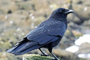 ਮਾੜੀ ਸੰਗਤ