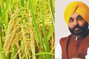 ਬਾਸਮਤੀ ਚੌਲਾਂ ਦੀ ਗੁਣਵੱਤਾ ਵਿੱਚ ਸੁਧਾਰ ਲਈ ਭਗਵੰਤ ਮਾਨ ਸਰਕਾਰ ਨੇ ਲਿਆ ਵੱਡਾ ਫੈਸਲਾ