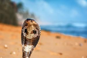 ਸੱਪ ਦੇ ਡੰਗਣ ਨਾਲ ਵਿਦਿਆਰਥਣ ਦੀ ਮੌਤ