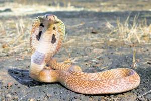 ਸੱਪ ਦੇ ਡੱਸਣ ਨਾਲ ਇੱਕ ਵਿਅਕਤੀ ਦੀ ਮੌਤ 