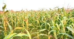 ਸਮਾਂ ਰਹਿੰਦਿਆਂ ਵਿਉਤਬੰਦੀ ਜ਼ਰੂਰੀ