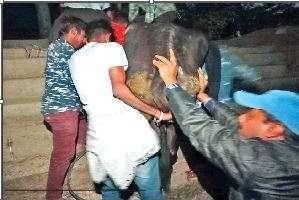 ਸੇਵਾਦਾਰਾਂ ਨਹਿਰ ’ਚ ਡਿੱਗੀ ਗਊ ਨੂੰ ਸੁਰੱਖਿਅਤ ਬਾਹਰ ਕੱਢਿਆ
