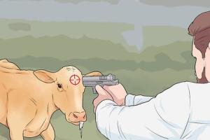 ਵਿਅਕਤੀ ਵੱਲੋਂ ਗੋਲੀ ਮਾਰ ਕੇ ਗਊ ਮਾਤਾ ਦਾ ਕਤਲ