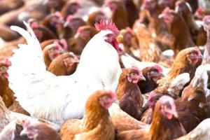 ਬਰਡ ਫਲੂ ਪ੍ਰਕੋਪ ਕਾਰਨ ਜਾਪਾਨ ਤਿੰਨ ਲੱਖ ਤੋਂ ਵੱਧ ਮੁਰਗੀਆਂ ਮਾਰੇਗਾ