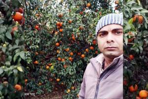 ਕਿੰਨੂ ਕਾਸ਼ਤਕਾਰਾਂ ਨੂੰ ਇਸ ਵਾਰ ਵੱਧ ਭਾਅ ਮਿਲਣ ਦੀ ਉਮੀਦ