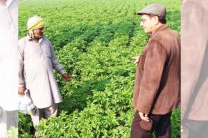 ਆਲੂ-ਟਮਾਟਰ ਦੀ ਖੇਤੀ ਕਰਨ ਵਾਲੇ ਕਿਸਾਨ ਹੋਣ ਸਾਵਧਾਨ