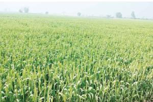 ਪਿਛਲੇ ਸਾਲ ਨਾਲੋਂ ਕਣਕ ਹੇਠ ਰਕਬਾ ਘੱਟ ਪਰ ਵਿਭਾਗ ਨੇ ਮਿਥਿਆ ਵੱਧ ਝਾੜ ਦਾ ਟੀਚਾ