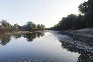 ਆਸਟਰੇਲੀਆ ’ਚ ਗਰਮੀ ਦਾ ਕਹਿਰ, ਲੱਖਾਂ ਮੱਛੀਆਂ ਮਰੀਆਂ