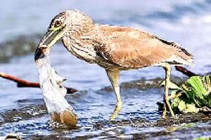 ਪਲਾਸਟਿਕ ਦੀ ਜਕੜ ’ਚ ਪੰਛੀਆਂ ਦਾ ਜੀਵਨ