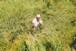 ਕਿਸਾਨਾਂ ’ਤੇ ਕੁਦਰਤ ਦਾ ਕਹਿਰ