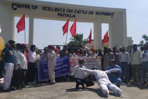 ਦੀ ਕਲਾਸ ਫੋਰਥ ਗੌਰਮਿੰਟ ਇੰਪਲਾਈਜ਼ ਵੱਲੋਂ ਪਸ਼ੂ ਪਾਲਣ ਦਫਤਰ ਰੋਣੀ ਫਾਰਮ ਅੱਗੇ ਧਰਨਾ