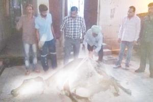 ਡੇਰਾ ਸ਼ਰਧਾਲੂ ਜ਼ਖਮੀ ਗਾਂ ਲਈ ਬਣੇ ਮਸੀਹਾ