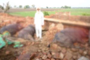 ਤੇਜ ਝੱਖੜ ਦਾ ਕਹਿਰ, ਸ਼ੈਡ ਡਿੱਗਣ ਕਾਰਨ ਤਿੰਨ ਮੱਝਾਂ ਦੀ ਮੌਤ