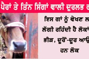 6 ਲੱਤਾਂ ਅਤੇ 3 ਸਿੰਗਾਂ ਵਾਲੀ ਦੁਰਲੱਭ ਗਾਂ, ਵੇਖਣ ਲਈ ਜੁਟੀ ਭੀੜ