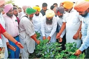 ਗੁਲਾਬੀ ਸੁੰਡੀ ਦਾ ਫ਼ਸਲਾਂ ’ਤੇ ਹੱਲਾ, ਖੇਤੀਬਾੜੀ ਮੰਤਰੀ ਨੇ ਕਿਸਾਨਾਂ ਨੂੰ ਇਹ ਕਹਿ ਕੇ ਦਿੱਤਾ ਧਰਵਾਸਾ