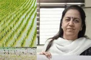 ਹੁਣ ਸਿੱਧੀ ਬਿਜਾਈ ਲਈ ਕਿਸਾਨ 10 ਜੁਲਾਈ ਤੱਕ ਕਰ ਸਕਦੇ ਹਨ ਅਪਲਾਈ