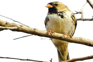 ਚਿੜੀ ਵਿਚਾਰੀ ਕੀ ਕਰੇ