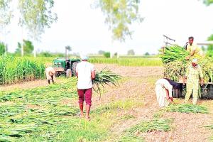 ਡੇਰਾ ਸ਼ਰਧਾਲੂਆਂ ਨੇ ਗਊਸ਼ਾਲਾ ਲਈ ਕੀਤਾ ਹਰਾ ਚਾਰਾ ਦਾਨ