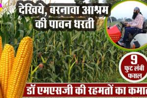 ਦੇਖੋ, ਬਰਨਾਵਾ ਆਸ਼ਰਮ ਦੀ ਪਵਿੱਤਰ ਧਰਤੀ, ਜਿੱਥੇ ਐੱਮਐੱਸਜੀ ਦੀਆਂ ਰਹਿਮਤਾਂ ਦੀ ਹੋ ਰਹੀ ਐ ਕਮਾਲ