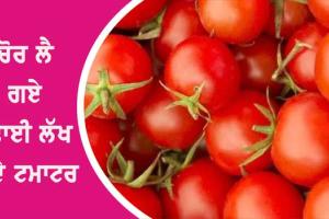 ਖੇਤ ‘ਚੋਂ ਢਾਈ ਲੱਖ ਤੋਂ ਵੱਧ ਦੇ ਟਮਾਟਰ ਚੋਰੀ