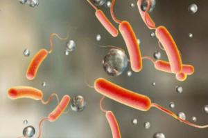 Cholera: ਹੈਜ਼ੇ ਕਾਰਨ 30 ਲੋਕਾਂ ਦੀ ਮੌਤ, WHO ਨੇ ਪ੍ਰਗਟਾਈ ਚਿੰਤਾ