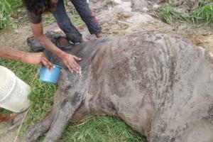 ਡੇਰਾ ਸ਼ਰਧਾਲੂਆਂ ਨੇ ਜ਼ਖ਼ਮੀ ਗਾਂ ਨੂੰ ਗਊਸ਼ਾਲਾ ਪਹੁੰਚਾਇਆ