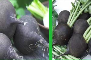 Black Radish : ਇੱਕ ਅਜ਼ਿਹੀ ਚੀਜ਼ ਜਿਸ ਤੋਂ ਲੋਕ ਹਨ ਅਣਜਾਣ, ਪਰ ਸਿਹਤ ਲਈ ਇਹ ਹੈ ਵਰਦਾਨ!