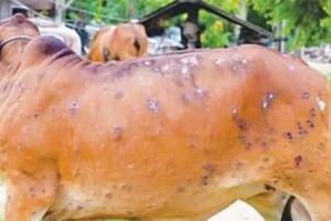 ਲੰਪੀ ਸਕਿੱਨ ਨਾਲ ਮੌਤ ਦਾ ਸ਼ਿਕਾਰ ਹੋਏ ਸਨ 18 ਹਜ਼ਾਰ ਪਸ਼ੂ, ਇੱਕ ਸਾਲ ਤੋਂ ਮੁਆਵਜ਼ੇ ਦੀ ਉਡੀਕ ’ਚ ਕਿਸਾਨ