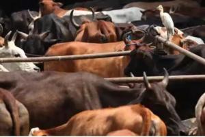 ਖੰਨਾ ‘ਚ ਪਸ਼ੂਆਂ ਨਾਲ ਭਰਿਆ ਟਰੱਕ ਫੜਿਆ ਤੇ ਇਕ ਤਸਕਰ ਕਾਬੂ