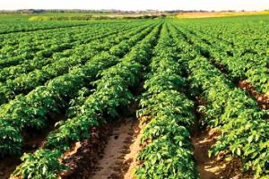 ਆਲੂ ਦਾ ਮਿਆਰੀ ਬੀਜ ਤਿਆਰ ਕਰਨ ਲਈ ਸੀਡ ਪਲਾਟ ਤਕਨੀਕ ਅਪਣਾਓ