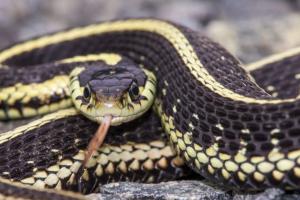 ਤਰਨਤਾਰਨ ’ਚ ਦੋ ਭਰਾਵਾਂ ਨੂੰ ਸੱਪ ਨੇ ਡੰਗਿਆ, ਮੌਤ