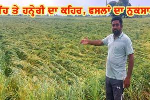 ਤੇਜ਼ ਹਨ੍ਹੇਰੀ ਤੇ ਮੀਂਹ ਨਾਲ ਪੱਕੀ ਝੋਨੇ ਦੀ ਫ਼ਸਲ ਨੁਕਸਾਨੀ