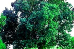 ਕੀ ਤੁਸੀਂ ਜਾਣਦੇ ਹੋ ਇੱਕ ਰੁੱਖ ਦੀ ਕੀਮਤ?