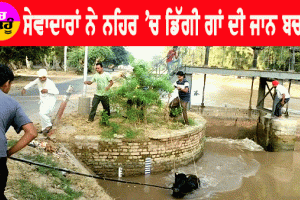 ਸੇਵਾਦਾਰਾਂ ਨੇ ਨਹਿਰ ’ਚ ਡਿੱਗੀ ਗਾਂ ਨੂੰ ਸੁਰੱਖਿਅਤ ਬਾਹਰ ਕੱਢਿਆ