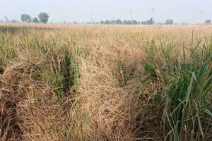 ਪ੍ਰਾਈਵੇਟ ਫਰਮਾਂ ਤੋਂ ਲਿਆਂਦੇ ਬੀਜਾਂ ਨੇ ਠੱਗੇ ਕਿਸਾਨ, ਪਰਾਲੀ ਬਣ ਕੇ ਰਹਿ ਗਿਆ ਝੋਨਾ