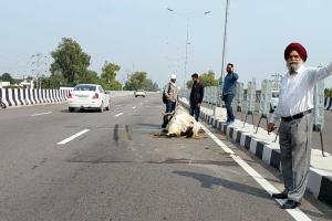 ਇਨਸਾਨੀਅਤ ਦੇ ਸੱਚੇ ਪਹਿਰੇਦਾਰ ਹੋਣ ਦਾ ਪ੍ਰਤੱਖ ਪ੍ਰਮਾਣ ਹਨ ਡੇਰਾ ਸੱਚਾ ਸੌਦਾ ਦੇ ‘ਇੰਸਾਂ’